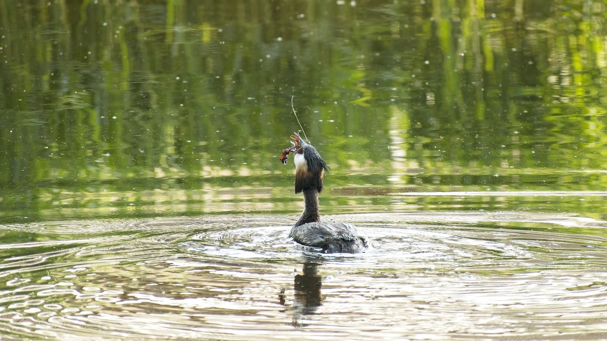 Great Crested Grebe - ML656974734