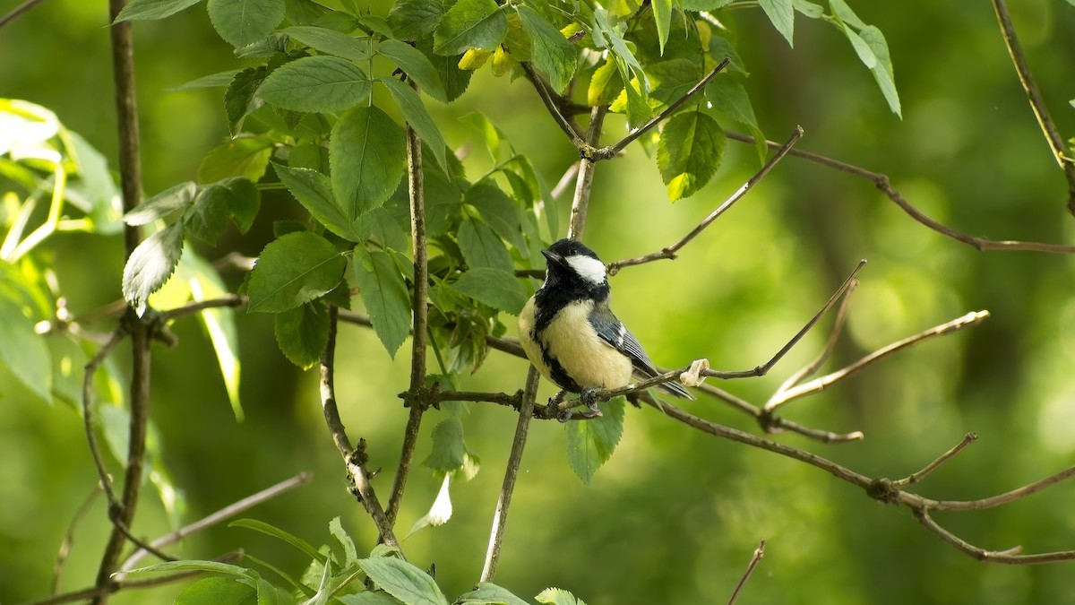 Great Tit - ML656974763