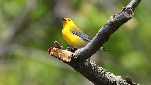 Zitronenwaldsänger - ML656974856