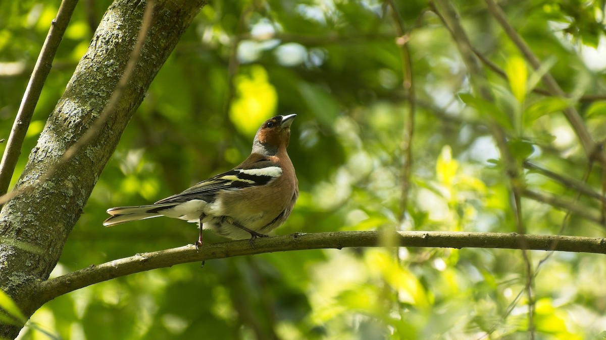 Common Chaffinch - ML656974859