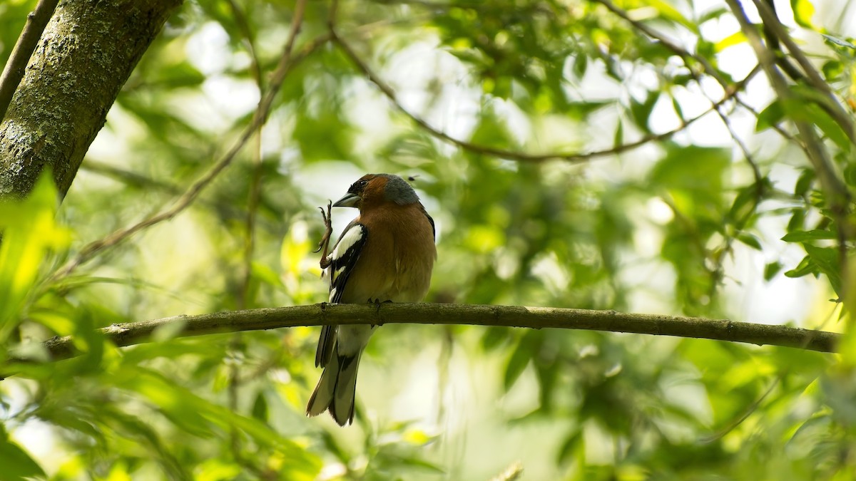 Common Chaffinch - ML656974860