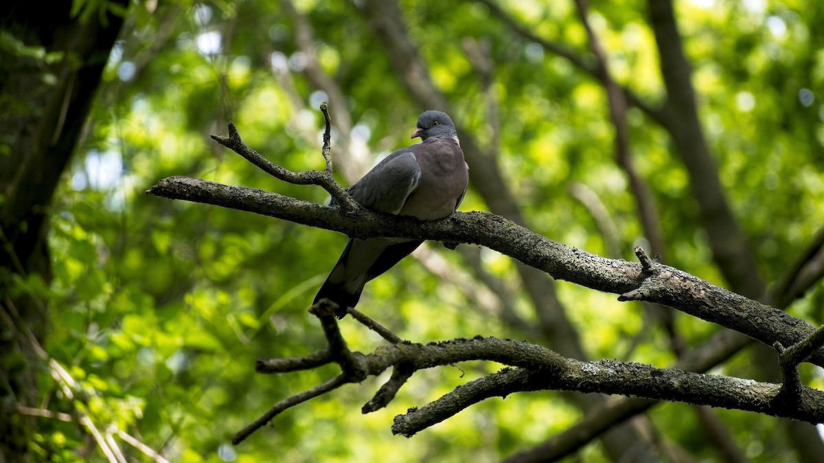 Common Wood-Pigeon (White-necked) - ML656974884