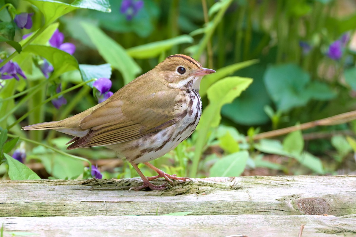 Ovenbird - ML656974885