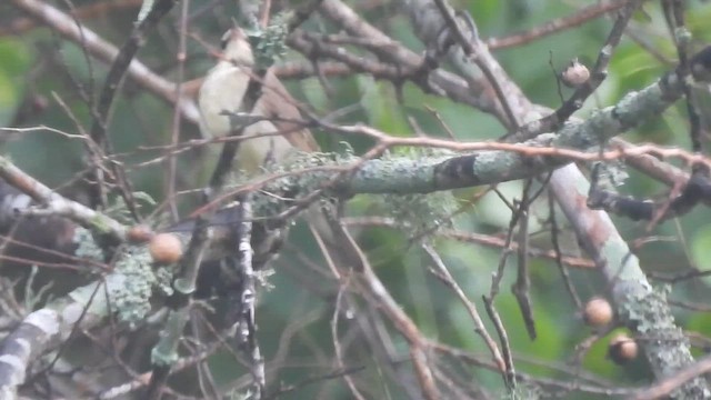 Swainsonwaldsänger - ML656975293