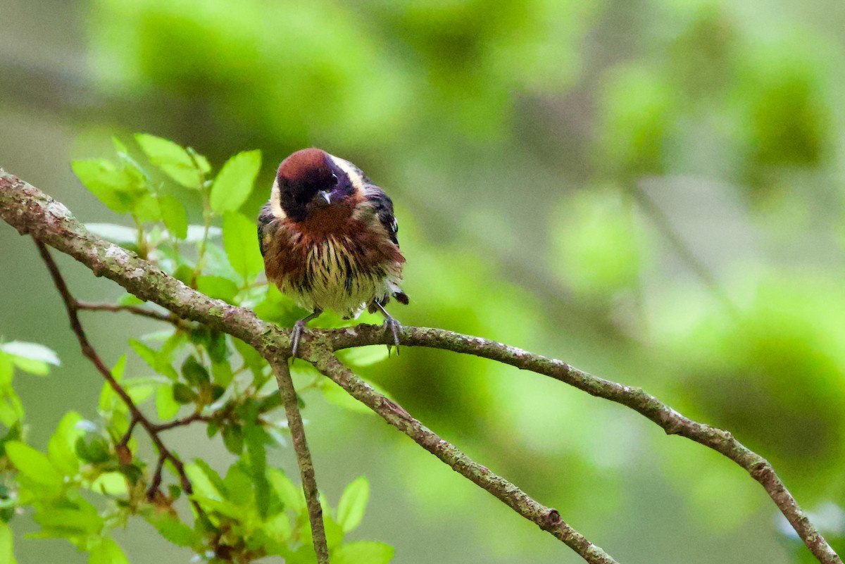 Bay-breasted Warbler - ML656975667