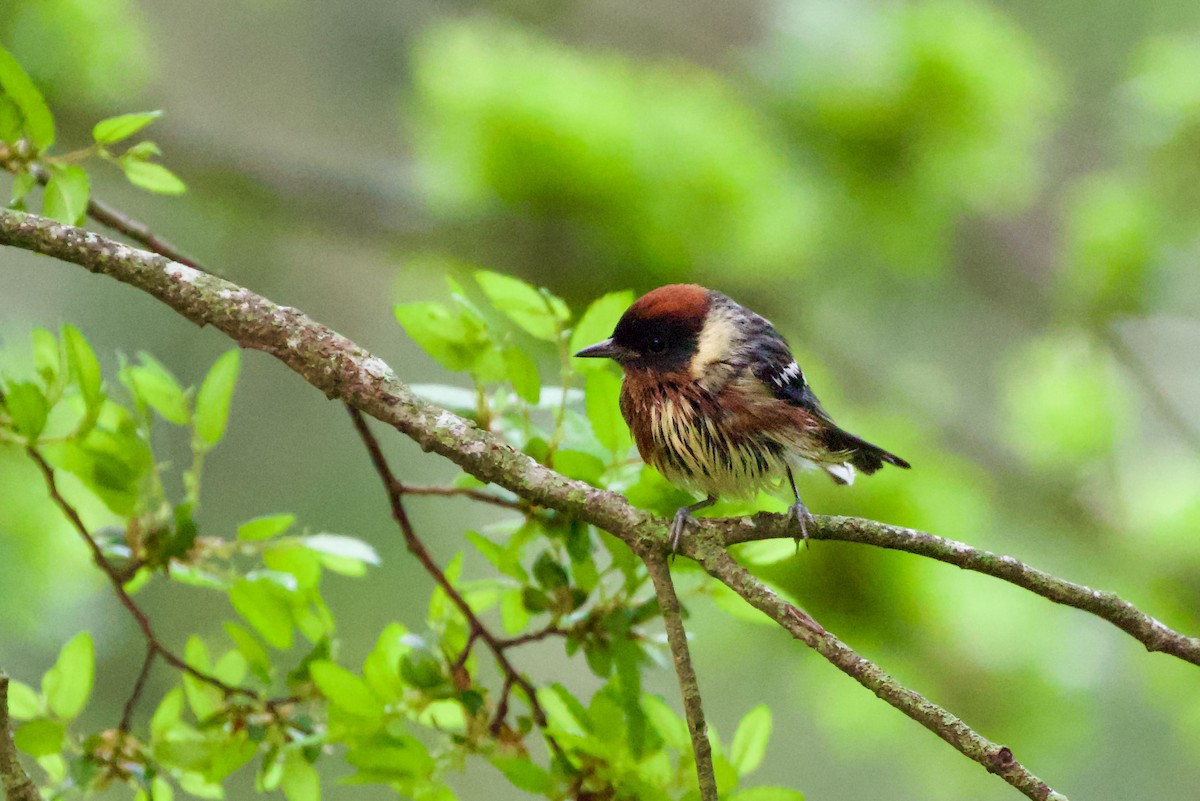 Bay-breasted Warbler - ML656975668