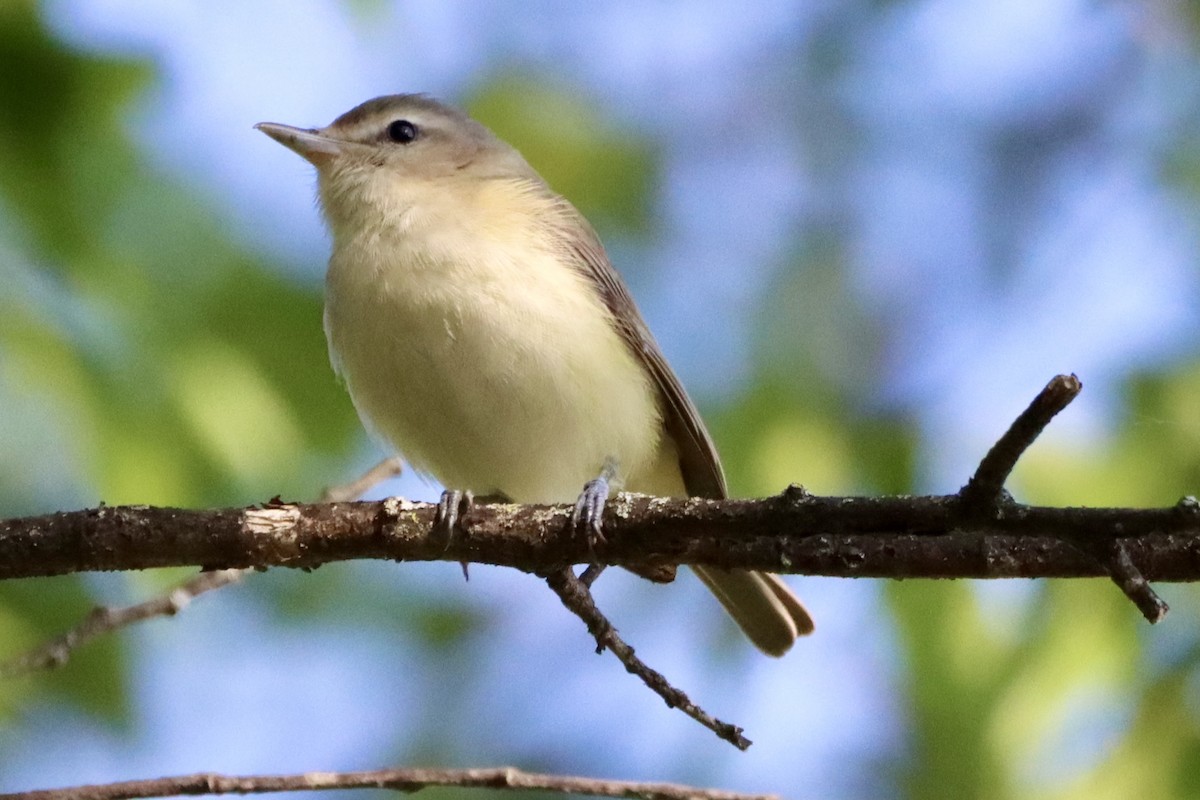 Eastern Warbling Vireo - ML656976014
