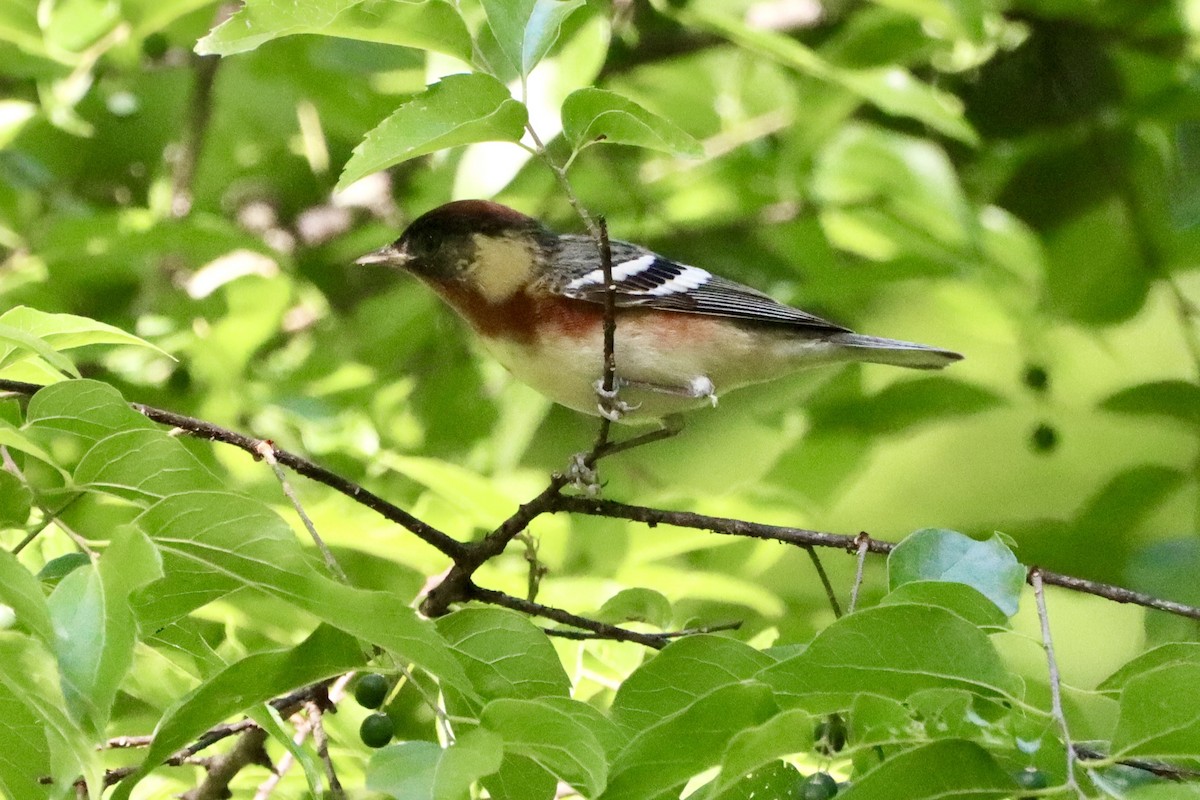 Bay-breasted Warbler - ML656976030