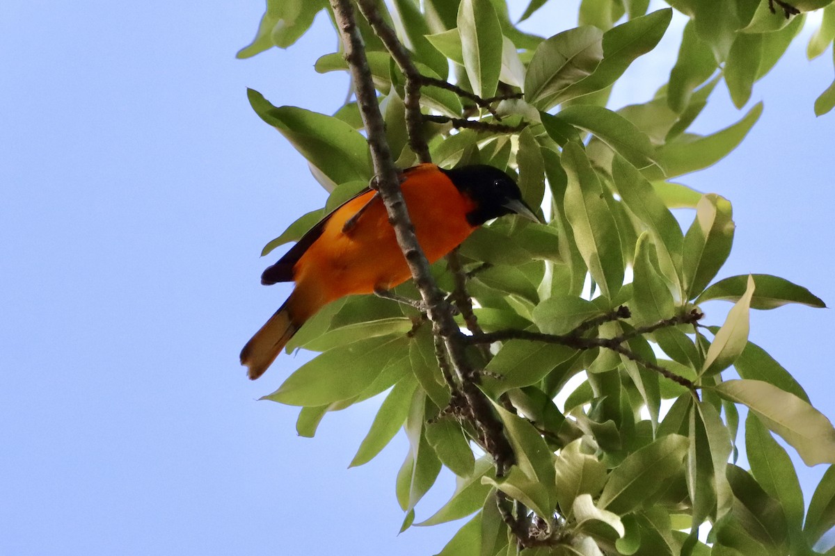 Baltimore Oriole - ML656976154