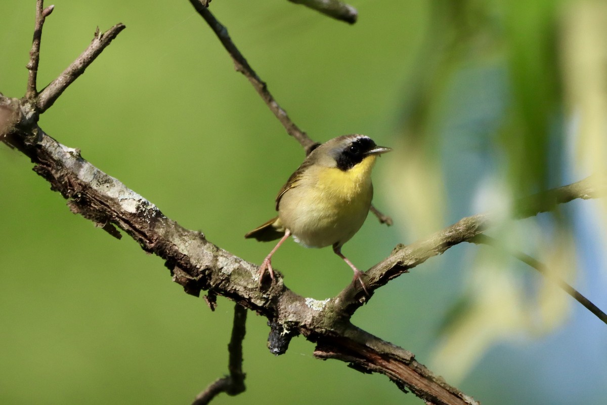 Common Yellowthroat - ML656976207