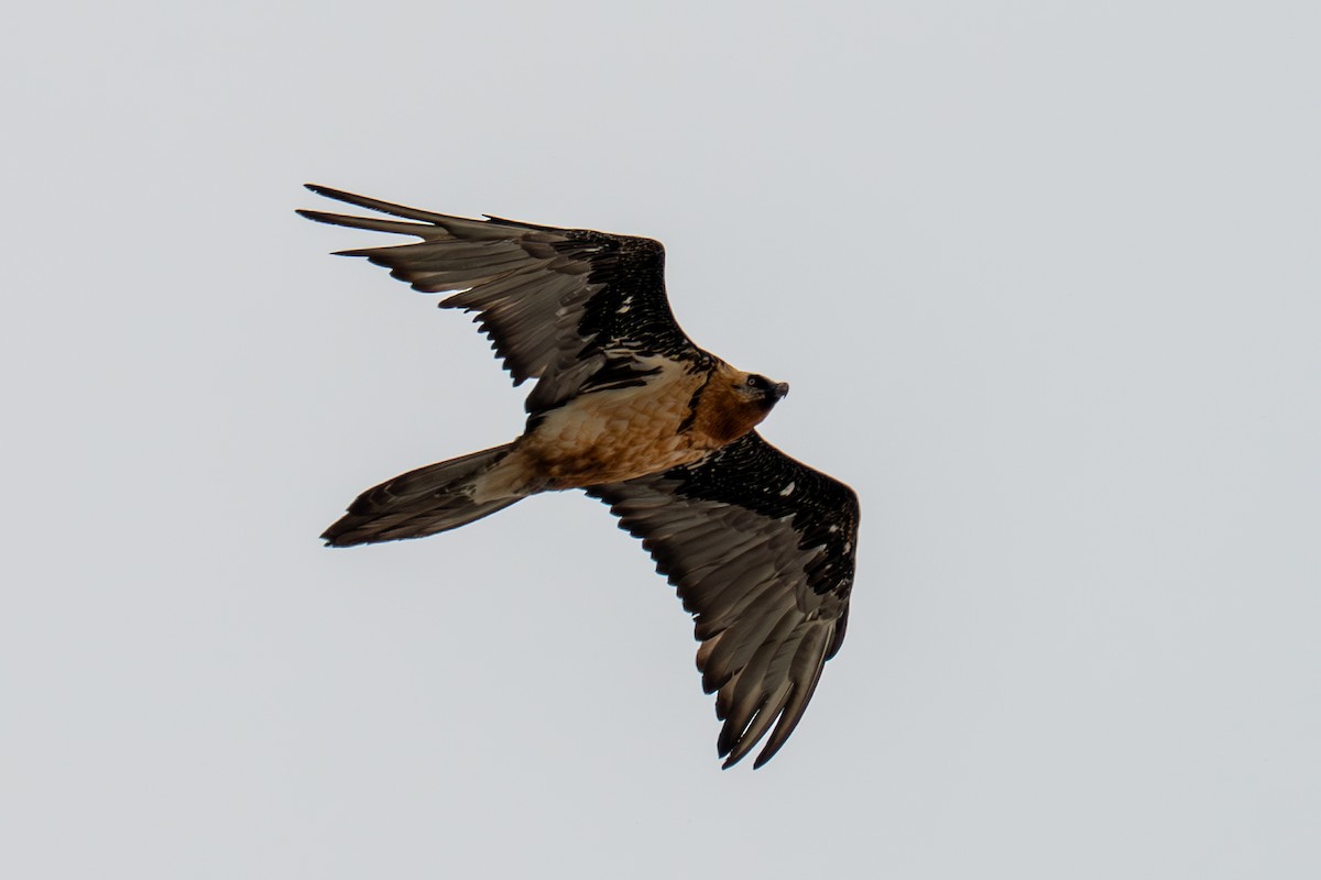 Bearded Vulture - ML656976240