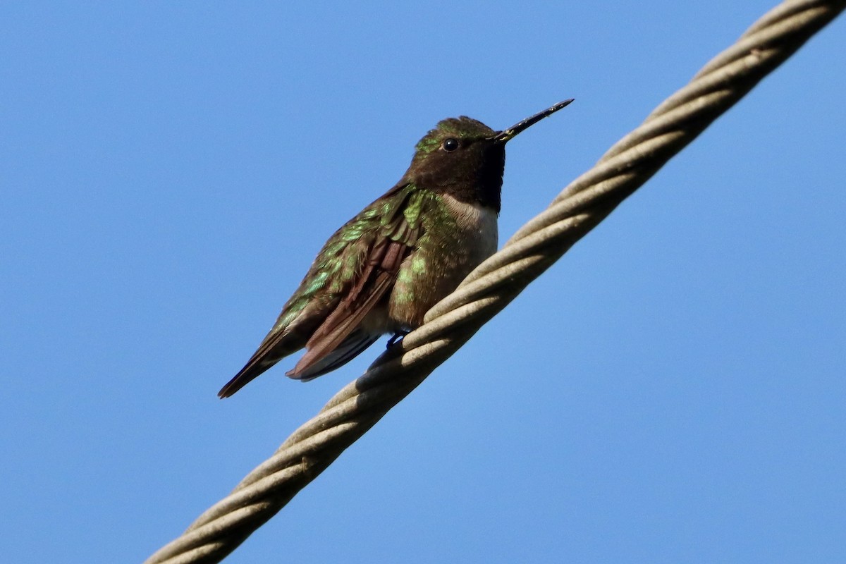 Ruby-throated Hummingbird - ML656976283