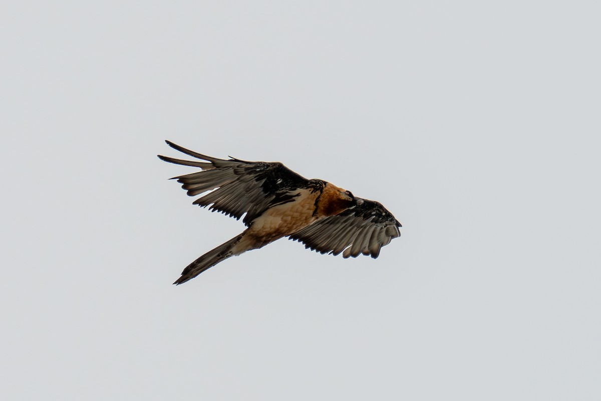 Bearded Vulture - ML656976288