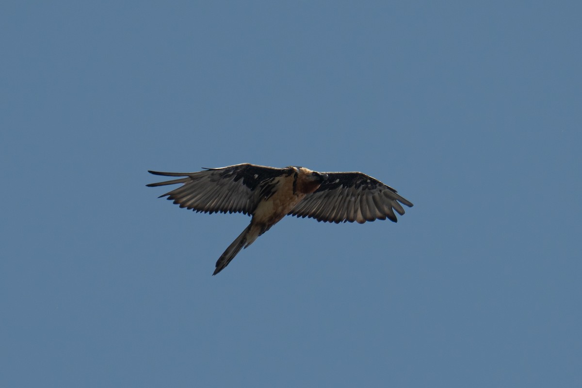 Bearded Vulture - ML656976348
