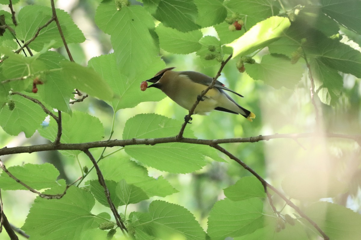 Cedar Waxwing - ML656976366
