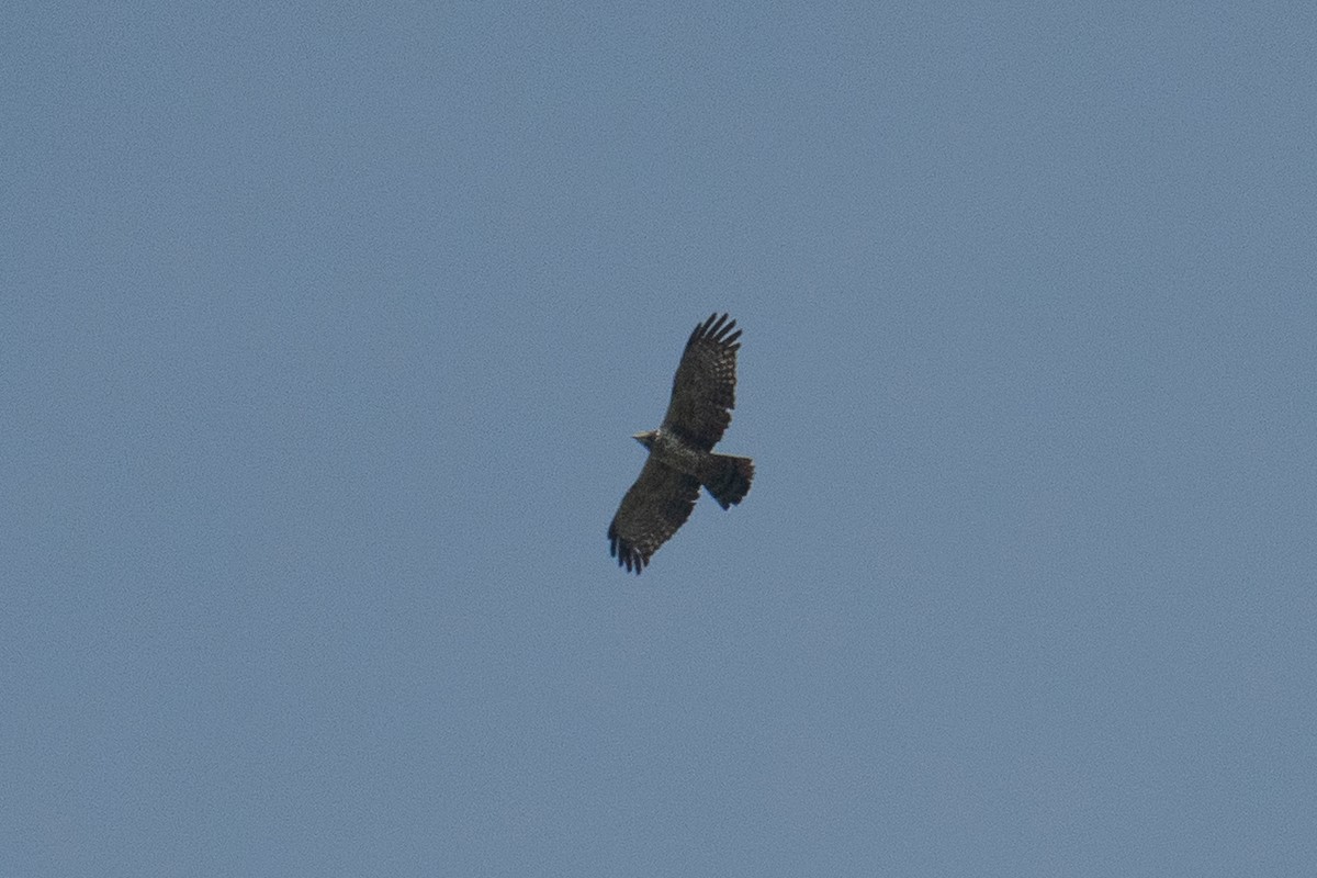 Oriental Honey-buzzard - ML656976383