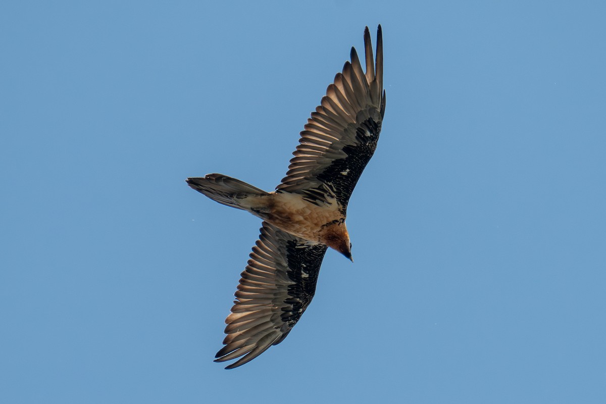 Bearded Vulture - ML656976428
