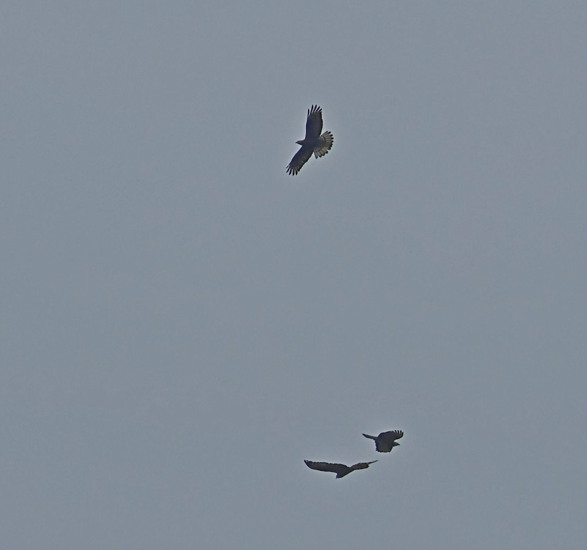 European Honey-buzzard - ML656976451