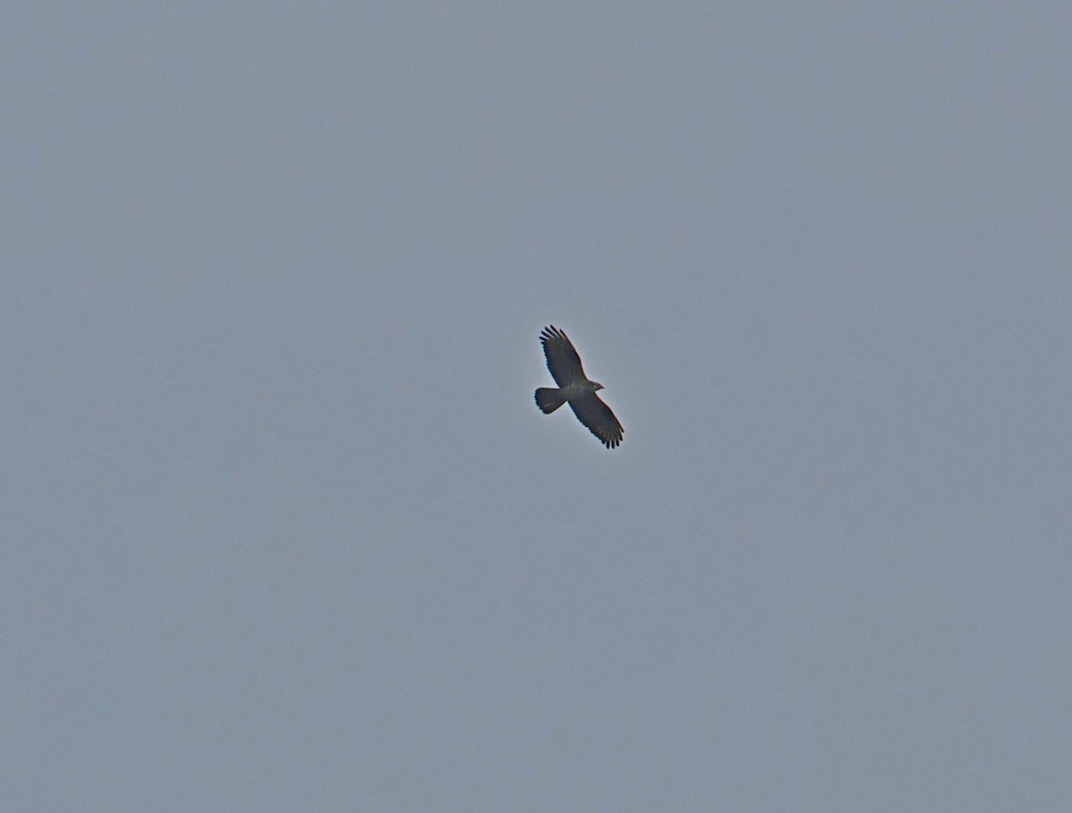 European Honey-buzzard - ML656976452
