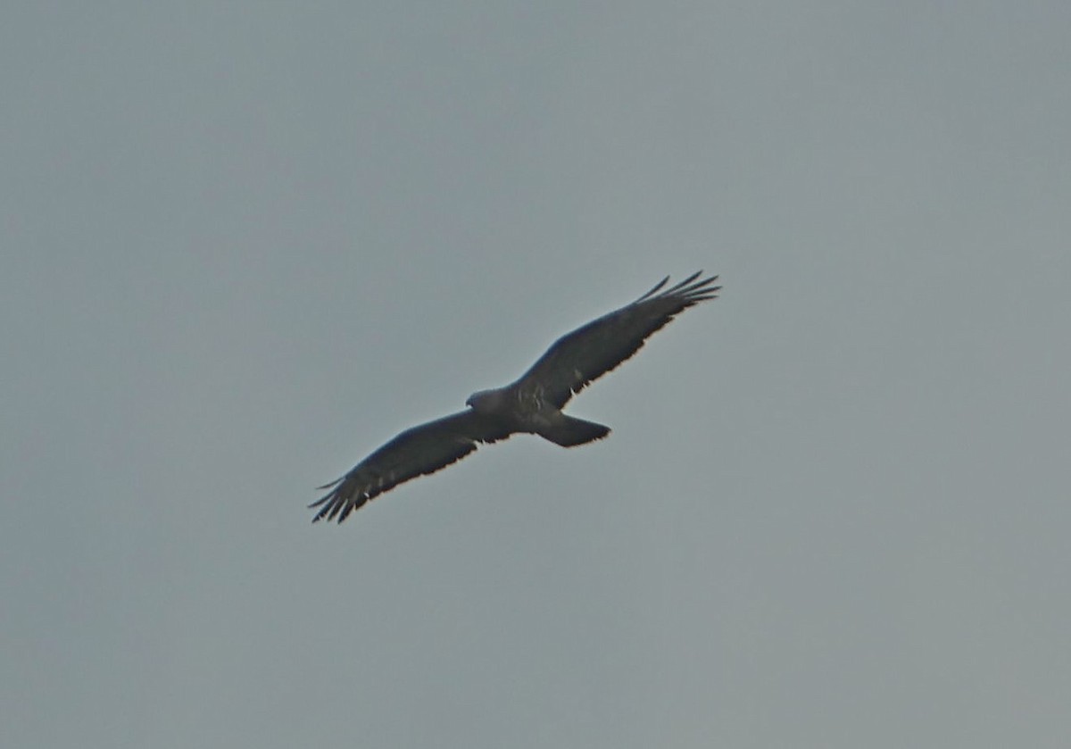 European Honey-buzzard - ML656976453