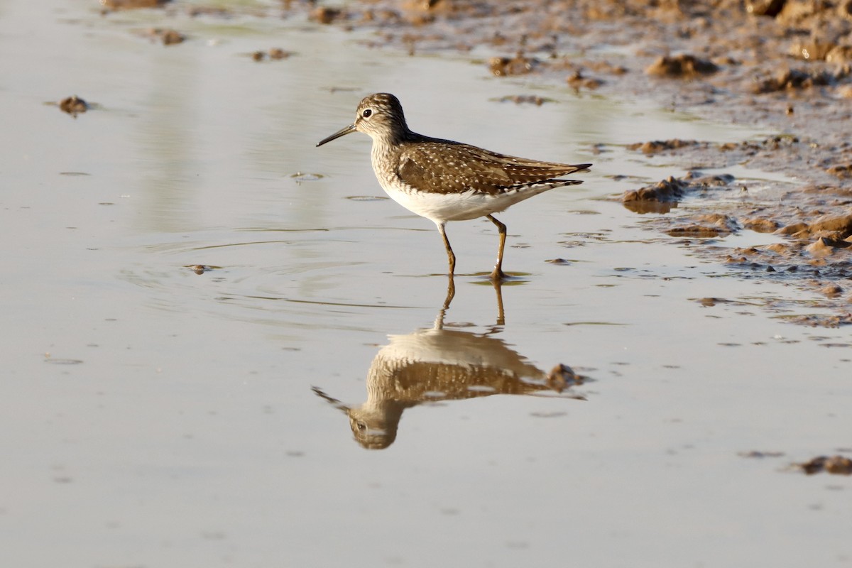 Solitary Sandpiper - ML656976460