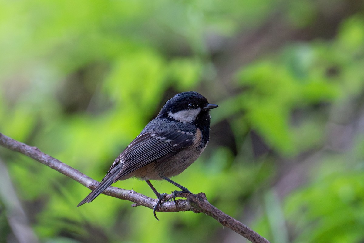 Coal Tit - ML656976473