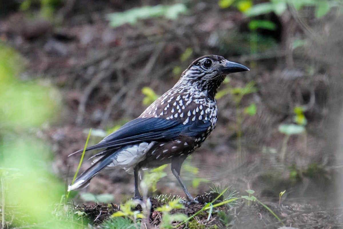 Northern Nutcracker - ML656976494