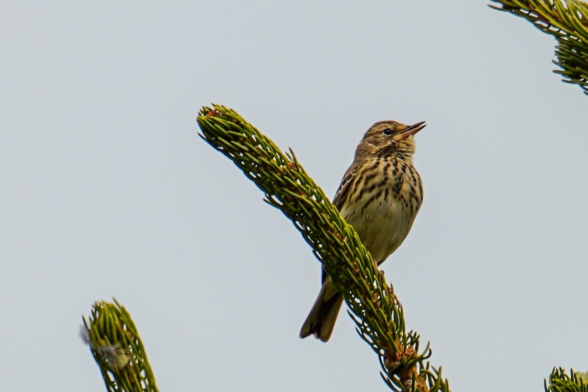 Tree Pipit - ML656976568