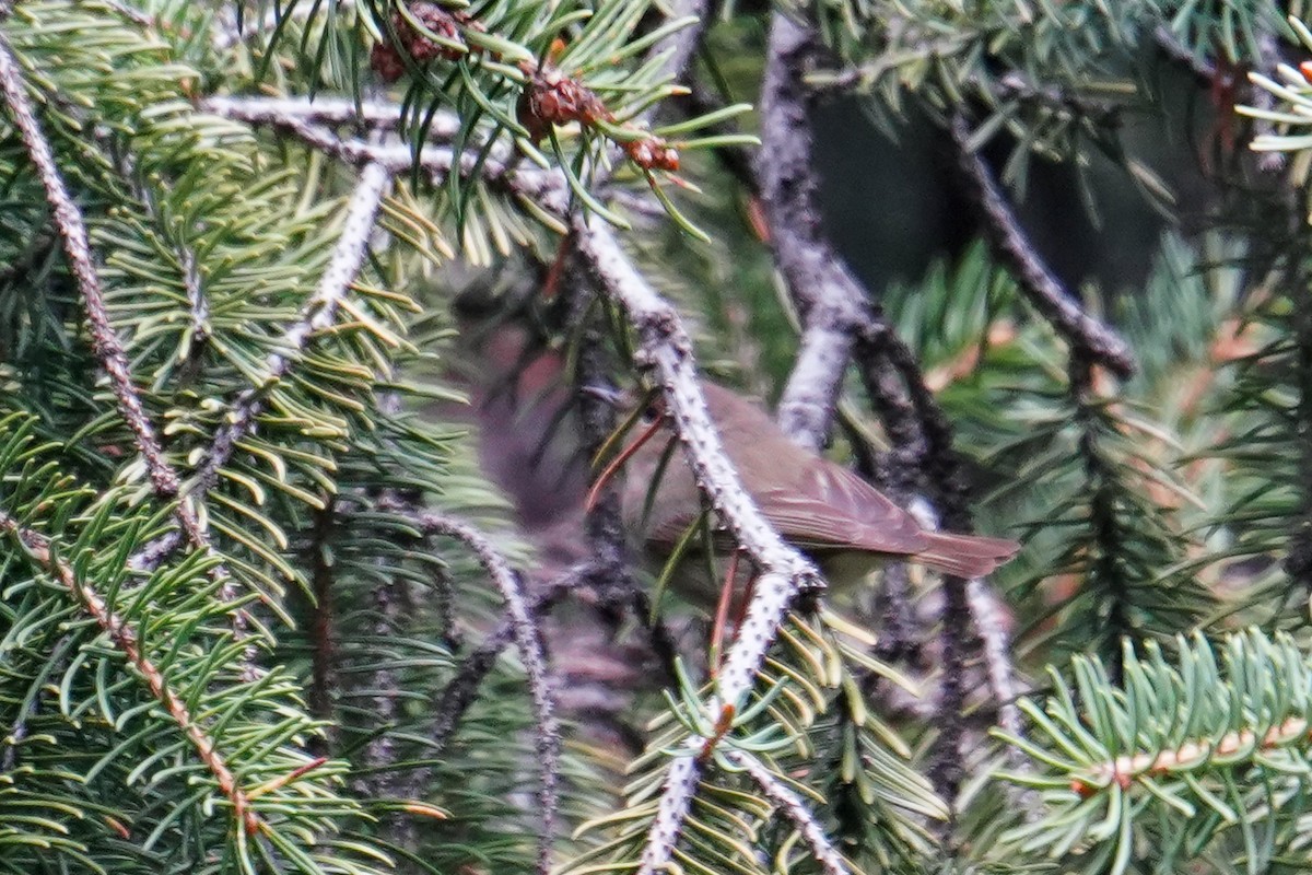 Common Chiffchaff - ML656976577