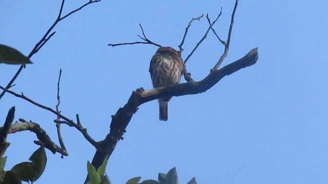 Peruvian Pygmy-Owl - ML656976642