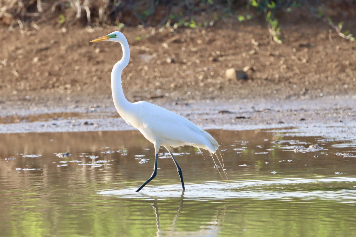 Great Egret - ML656976664
