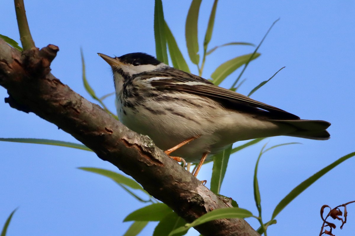 Blackpoll Warbler - ML656976678