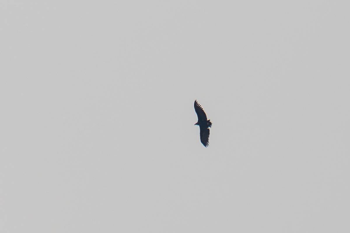 Cinereous Vulture - ML656976773