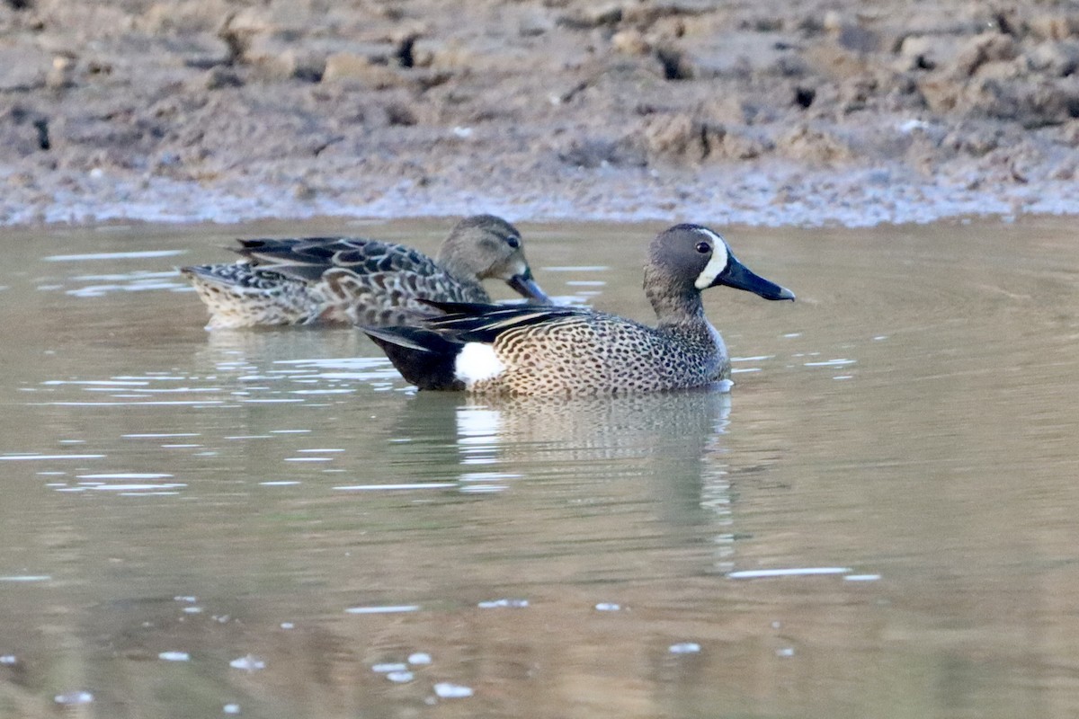 Blue-winged Teal - ML656976801