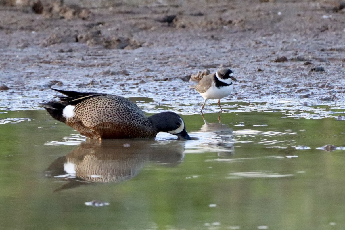 Blue-winged Teal - ML656976808