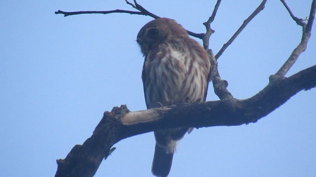 Peruvian Pygmy-Owl - ML656976818