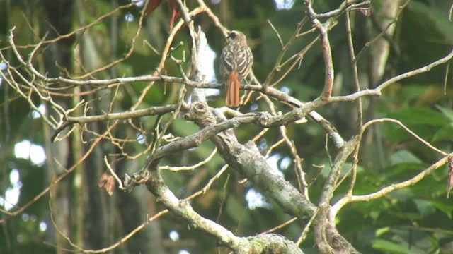 Streaked Flycatcher - ML656976983