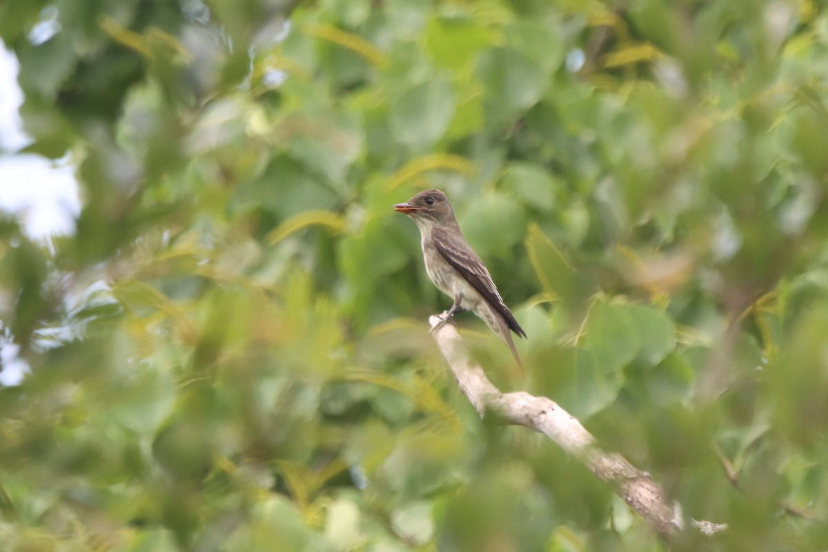 eBird Checklist - 9 May 2026 - Becker Rd. Ponds at Little Cypress Creek ...