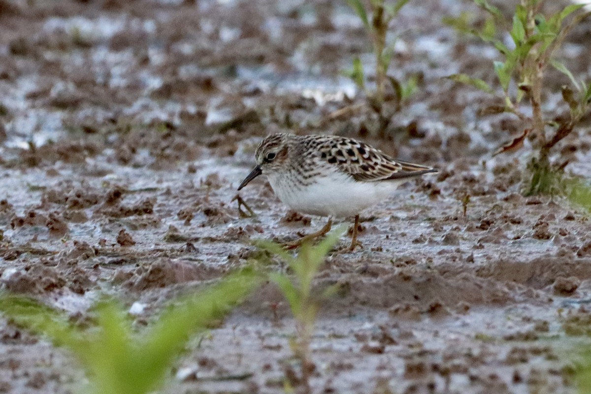 Least Sandpiper - ML656977013