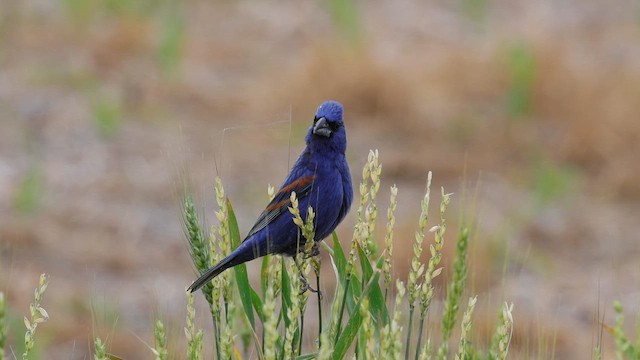 Blue Grosbeak - ML656977407