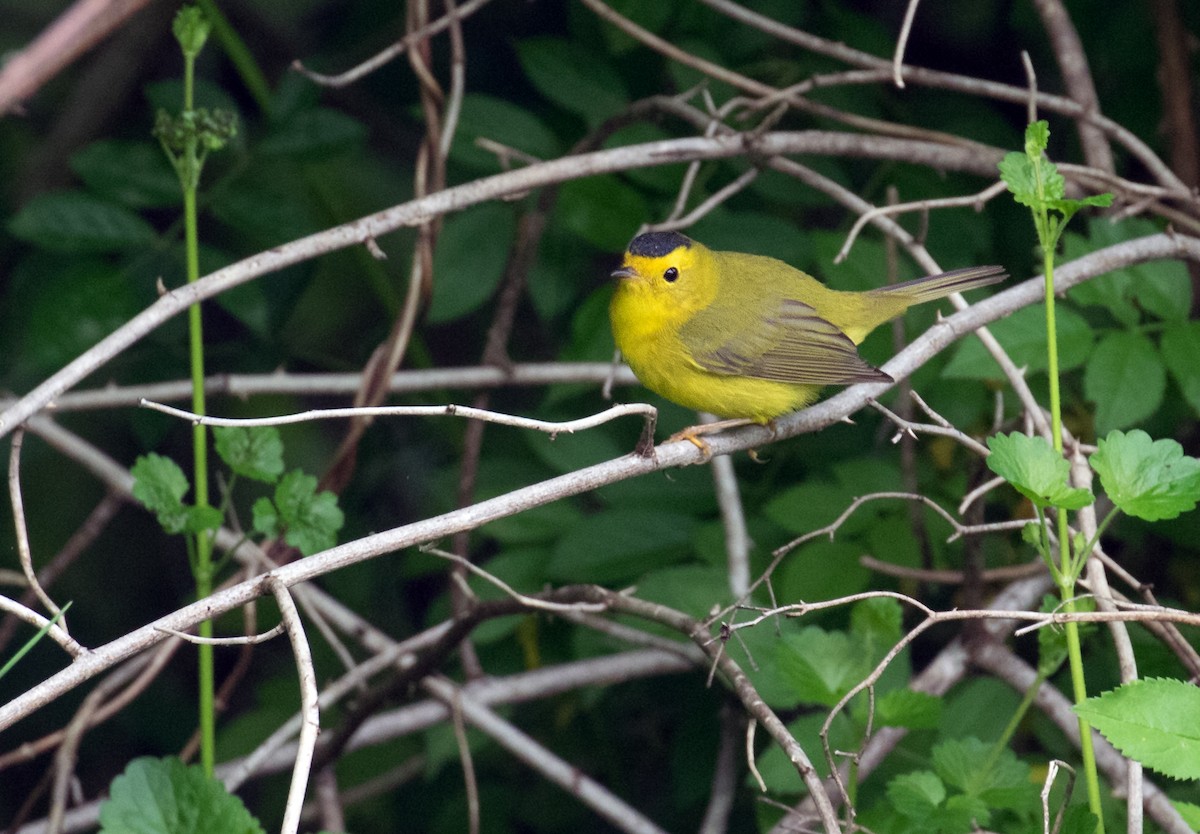 Wilson's Warbler - ML656977445