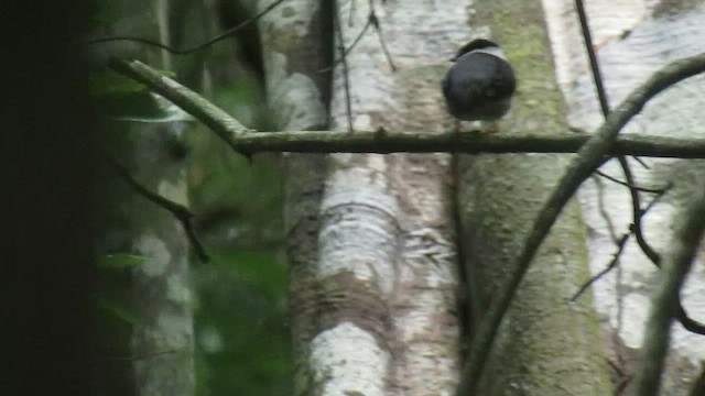 White-bearded Manakin - ML656977475