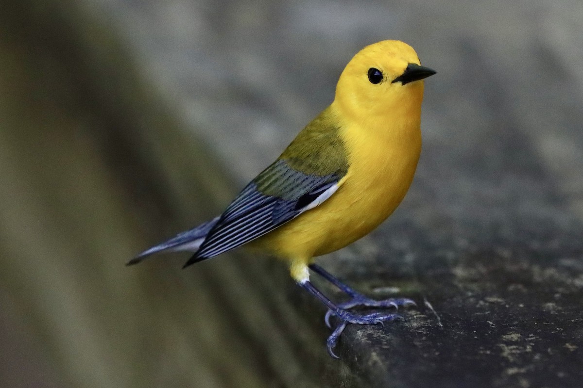 Prothonotary Warbler - ML656977615
