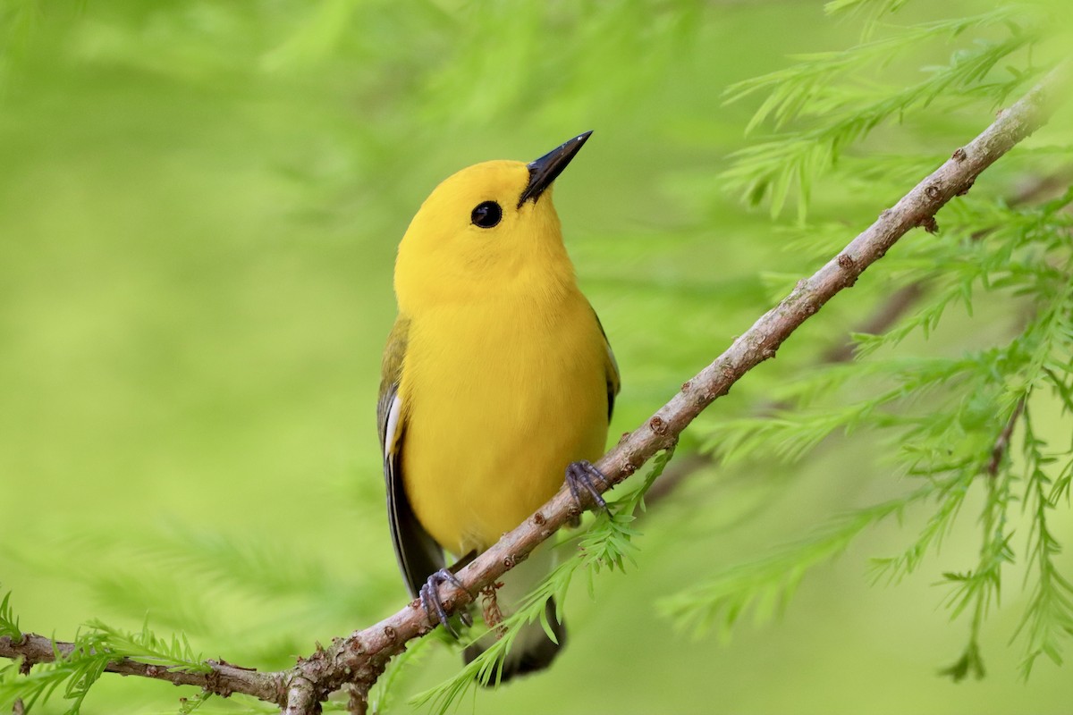 Prothonotary Warbler - ML656977681