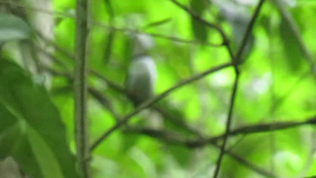 White-bearded Manakin - ML656977742