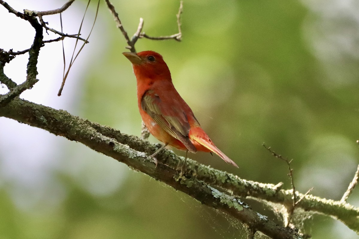 Summer Tanager - ML656977752