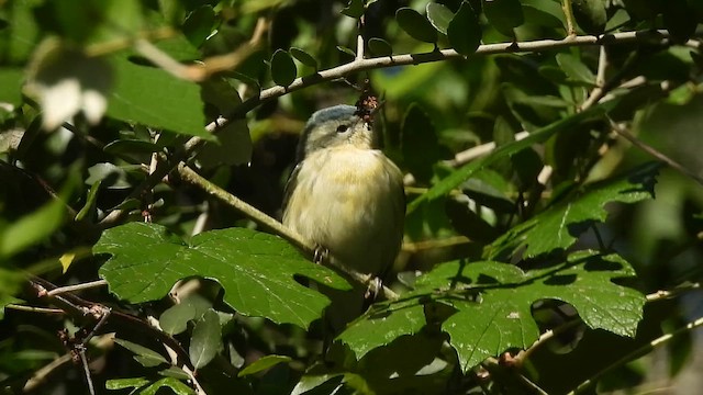 Cerulean Warbler - ML656977805