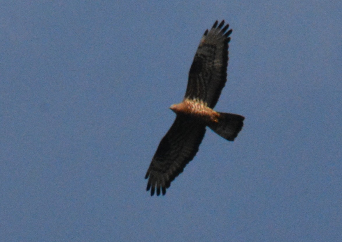 European Honey-buzzard - ML656977811