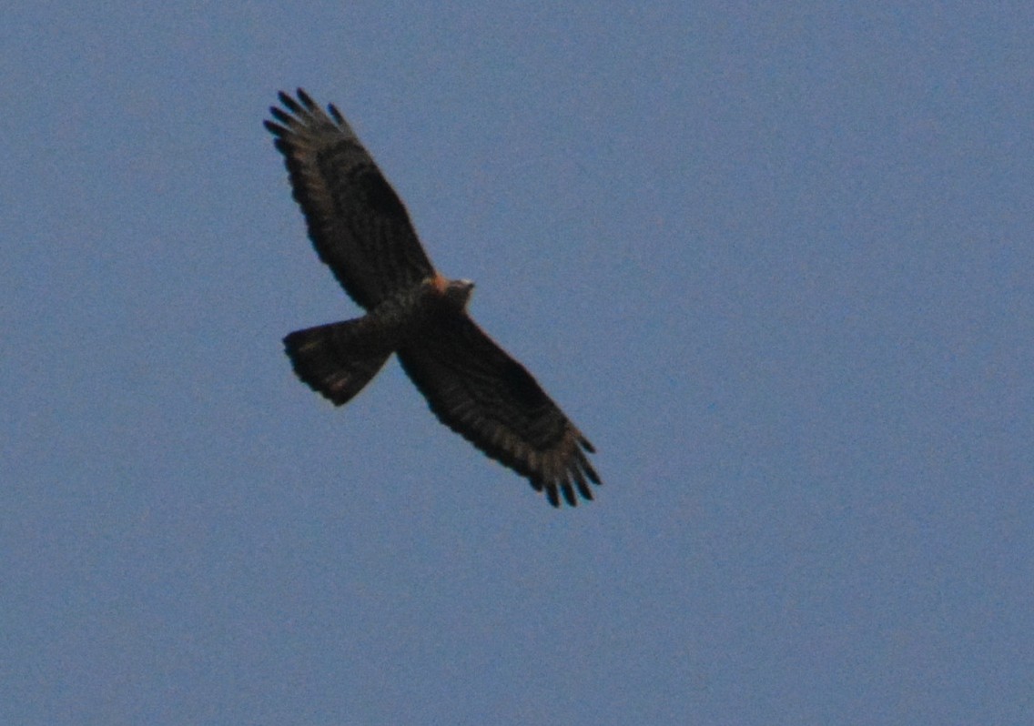 European Honey-buzzard - ML656977812