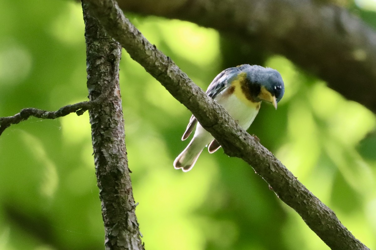 Northern Parula - ML656977830